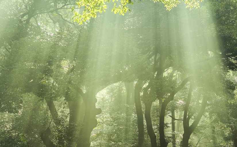 Seeing the Light Through the&nbsp;Trees
